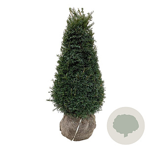 Taxus b. 'Höpken's Gigant' 80-100 cm met kluit piramide extra