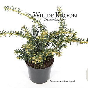 Taxus b. 'Summergold' 20-25 cm 2,0L