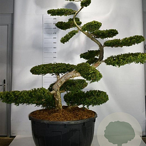 Taxus b. 'Summergold' 200-225 cm cont. 500L bonsai