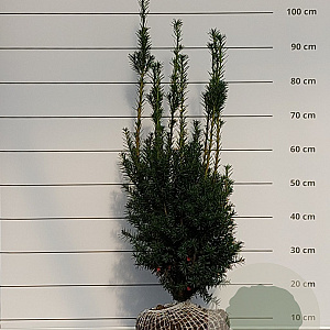 Taxus media 'Hicksii' 50-60 cm met kluit