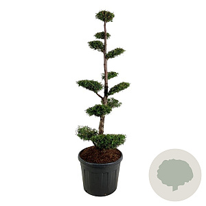 Thuja occ. 'Brabant' 150-175 cm cont. 90L bonsai