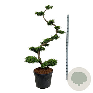 Thuja occ. 'Brabant' 175 cm op cont. 90L bonsai