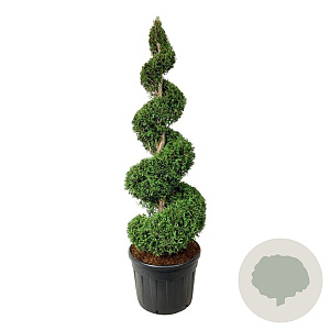 Thuja occ. 'Brabant' 175-200 cm cont. 130L spiraal