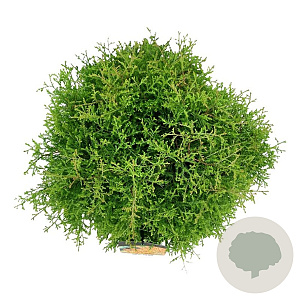 Thuja occ. Fire Chief 40-50 cm 6L