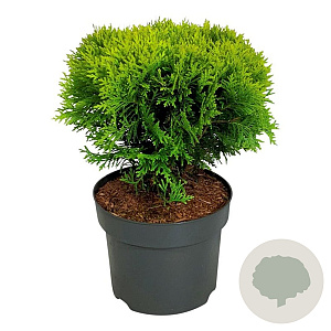 Thuja occ. 'Mirjam' 30-40 cm 6,5L