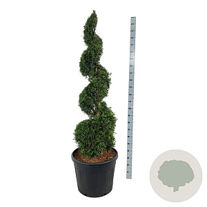 Thuja occ. 'Smaragd' 150-175 cm cont. 90L spiraal