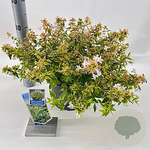 Abelia grandifl. Happy Daydream 25-30 cm 3,0L