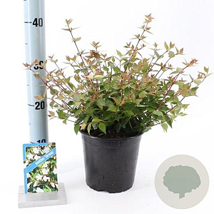 Abelia grandifl. 'Sherwood' 25-30 cm 3,0L