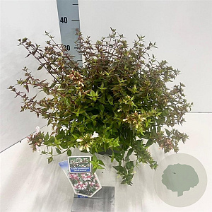 Abelia grandifl. 'Sherwood' 25-30 cm 3,0L