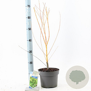 Acer pal. 'Bi-hoo' 60-65 cm 3,0L