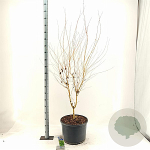 Acer pal. 'Bi-hoo' 150-160 cm 35L