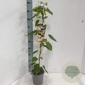 Actinidia kolomikta 60-70 cm 2,0L met stok