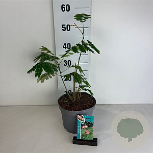 Albizia julibrissin 40-50 cm 35L