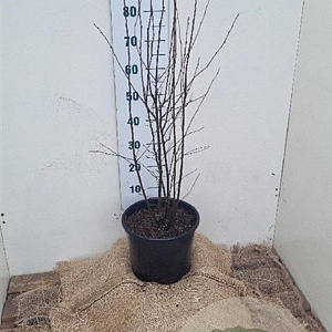 Amelanchier spicata 100-125 cm 12L