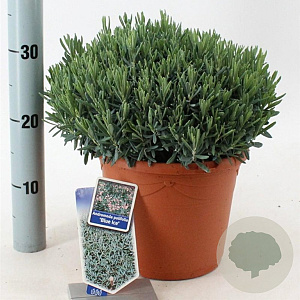 Andromeda polifolia 'Blue Ice' 25-30 cm 5,0L