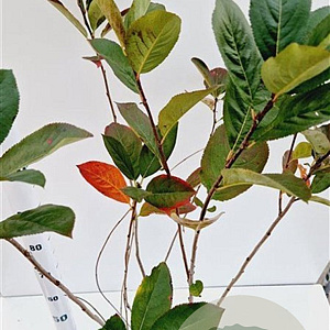 Aronia melanocarpa 100-125 cm 5,0L
