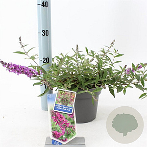 Buddleja Free Petite Dark Pink 20-25 cm 2,0L