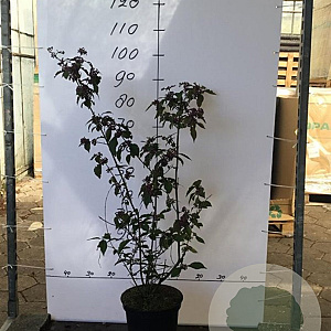 Callicarpa bod. 'Profusion' 80-100 cm 7,5L