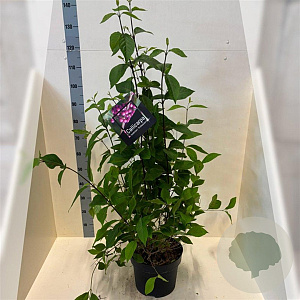 Callicarpa bod. 'Profusion' 80-100 cm 10L