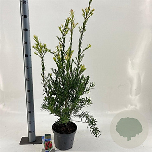 Callistemon rugulosus 40-50 cm 5,0L