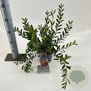 Callistemon vimin. Hot Pink 30-40 cm 2,0L