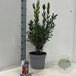 Callistemon vimin. Inferno 35-40 cm 5,0L