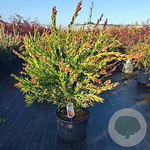 Callistemon vimin. Inferno 80-90 cm 30L