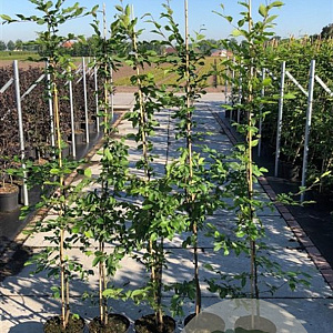 Carpinus betulus 175-200 cm 5,0L met stok