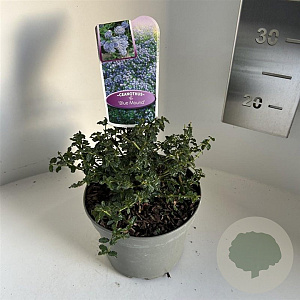 Ceanothus 'Blue Mound' 10 cm 2,0L