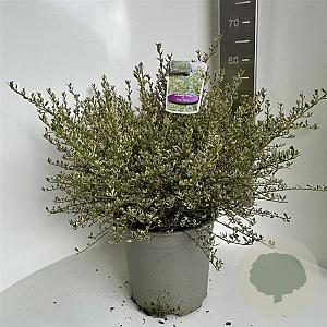 Ceanothus impressus 'Cool Blue' 40-50 cm 5,0L