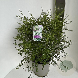 Ceanothus thyr. 'Millerton Point' 60-70 cm P27