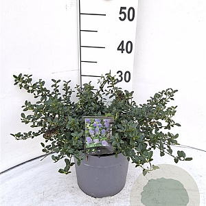 Ceanothus thyrsiflorus repens 40-50 cm 5,0L