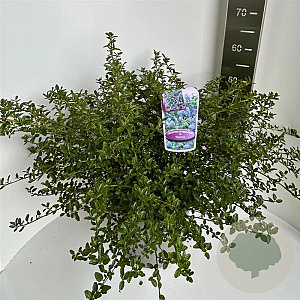 Ceanothus thyrsiflorus repens 40-50 cm 5,0L