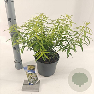 Choisya Goldfingers 25-30 cm 3,0L