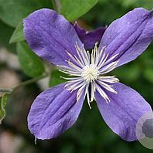 Clematis 'Arabella' 80 cm rozenpot 2L