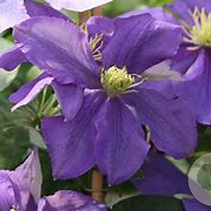 Clematis 'General Sikorski' 80 cm rozenpot 2L
