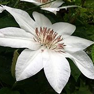 Clematis 'Henryi' 80 cm rozenpot 2L