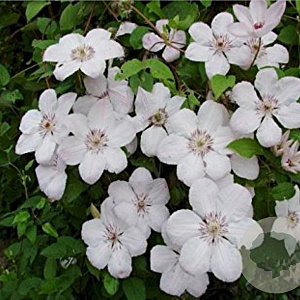 Clematis 'Jan Pawel II' 80 cm rozenpot 2L