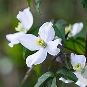 Clematis mont. wilsonii 80 cm rozenpot 2L