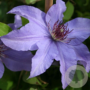 Clematis 'Princess of Wales' 80 cm rozenpot 2L