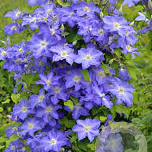 Clematis 'Stefan Franczak' 80 cm rozenpot 2L