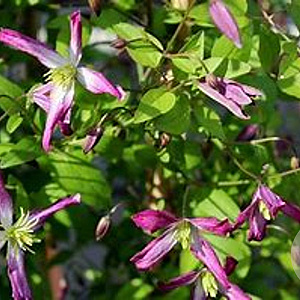 Clematis trit. 'Rubromarginata' 80 cm rozenpot 2L