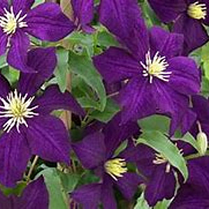 Clematis 'Viola' 80 cm rozenpot 2L