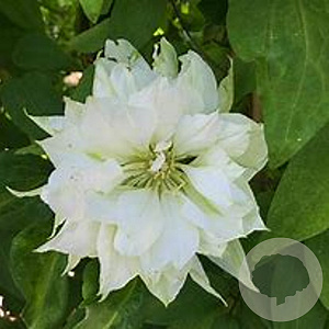 Clematis 'Yukiokoshi' 80 cm rozenpot 2L