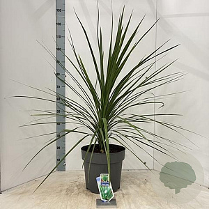 Cordyline aus. 'Atlantic Green' 70-80 cm 12L