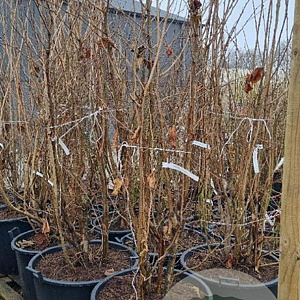 Corylus avellana 225-250 cm cont. 110L najaarspotting