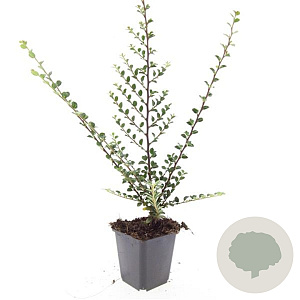 Cotoneaster horizontalis GM P9