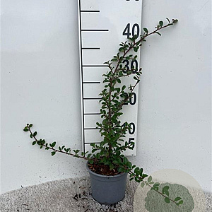 Cotoneaster radicans 'Eichholz' 25-30 cm C1.3