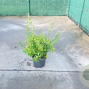 Deutzia gracilis 50-60 cm 10L