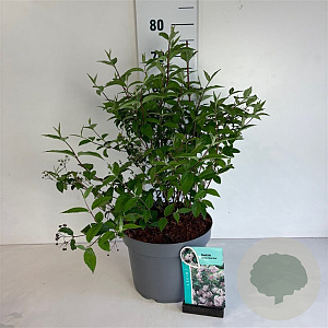 Deutzia hybrida 'Mont Rose' 60-80 cm 10L